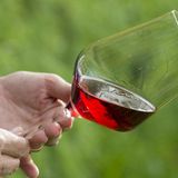 ERLEBEN  MERAN WINEFESTIVAL: Wenn Anfang November mehr als 500 Winzer, Spirituosenhersteller, Bierbrauer ins Stadtkurhaus von Meran laden, fällt es schwer, Maß zu halten. Meran, www.meranowinefestival.com