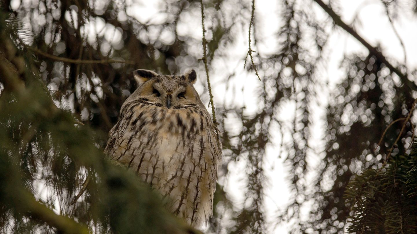 Urlaubspläne : ERLEBEN OWL PARK: In seinem Refugium in St. Vigil führt Mario Kelemina Besucher in die Welt von Eulen und Greifvögeln ein und lässt einige aufsteigen, etwa Bussard, Steinkauz, Schleiereule. Enneberg/ St. Vigil, Ciamaor, Tel. +39/393/875 54 24, www.sanvigilio.com ERLEBEN OWL PARK: In seinem Refugium in St. Vigil führt Mario Kelemina Besucher in die Welt von Eulen und Greifvögeln ein und lässt einige aufsteigen, etwa Bussard, Steinkauz, Schleiereule. Enneberg/ St. Vigil, Ciamaor, Tel. +39/393/875 54 24, www.sanvigilio.com