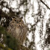 ERLEBEN  OWL PARK: In seinem Refugium in St. Vigil führt Mario Kelemina Besucher in die Welt von Eulen und Greifvögeln ein und lässt einige aufsteigen, etwa Bussard, Steinkauz,  Schleiereule. Enneberg/ St. Vigil, Ciamaor, Tel. +39/393/875 54 24, www.sanvigilio.com
