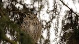 ERLEBEN  OWL PARK: In seinem Refugium in St. Vigil führt Mario Kelemina Besucher in die Welt von Eulen und Greifvögeln ein und lässt einige aufsteigen, etwa Bussard, Steinkauz,  Schleiereule. Enneberg/ St. Vigil, Ciamaor, Tel. +39/393/875 54 24, www.sanvigilio.com
