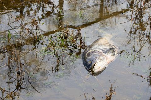 Frankreich: In dem französischen Fluss Aisne kam es zu einem Fisch-Massensterben (Symbolbild)