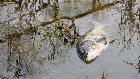 Frankreich: In dem französischen Fluss Aisne kam es zu einem Fisch-Massensterben (Symbolbild)