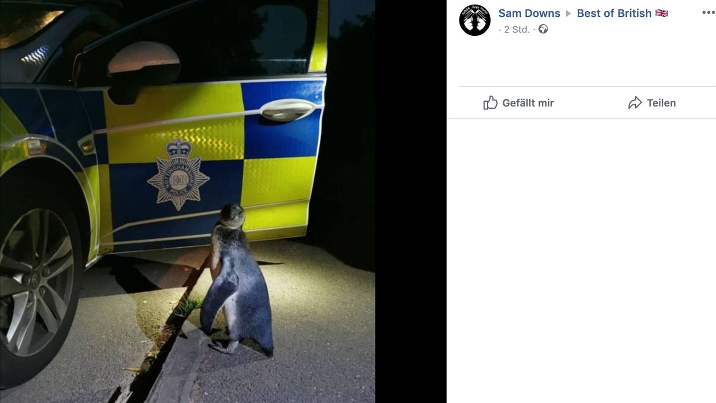 Ein Pinguin steht vor einem Polizeiwagen