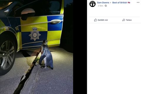Ein Pinguin steht vor einem Polizeiwagen
