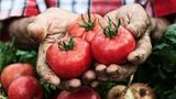 Tomaten