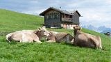 Kühe auf der Alm
