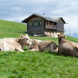 Kühe auf der Alm