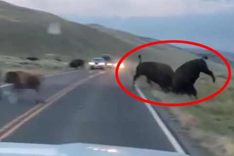 Yellowstone Nationalpark: Bison rammt Rivalen aus dem Weg – der hebt ab