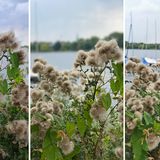 Smartphone-Test: Beim Porträtmodus schlägt das Galaxy Note 20 Ultra (links) das iPhone 11 Pro Max (Mitte) in Bezug klar bei der Darstellung der Pflanze im Vordergrund. Im Vergleich zum Huawei P40 Pro (rechts) ist zudem die Farbe des Himmels realistischer getroffen. Dafür ist der Unschärfeeffekt (Bokeh) aber im Vergleich am geringsten ausgeprägt.