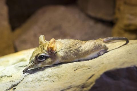 Elefantenspitzmäuse (