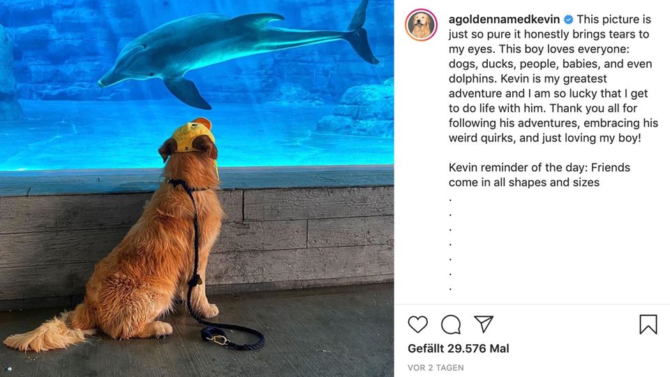 Ein Hund schaut durch eine Scheibe einen Delfin an