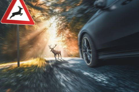 Die Diagnose : Er hat Fieber und ihm ist übel – der Grund dafür war eine Begegnung mit einem Hirsch