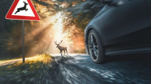 Die Diagnose : Er hat Fieber und ihm ist übel – der Grund dafür war eine Begegnung mit einem Hirsch