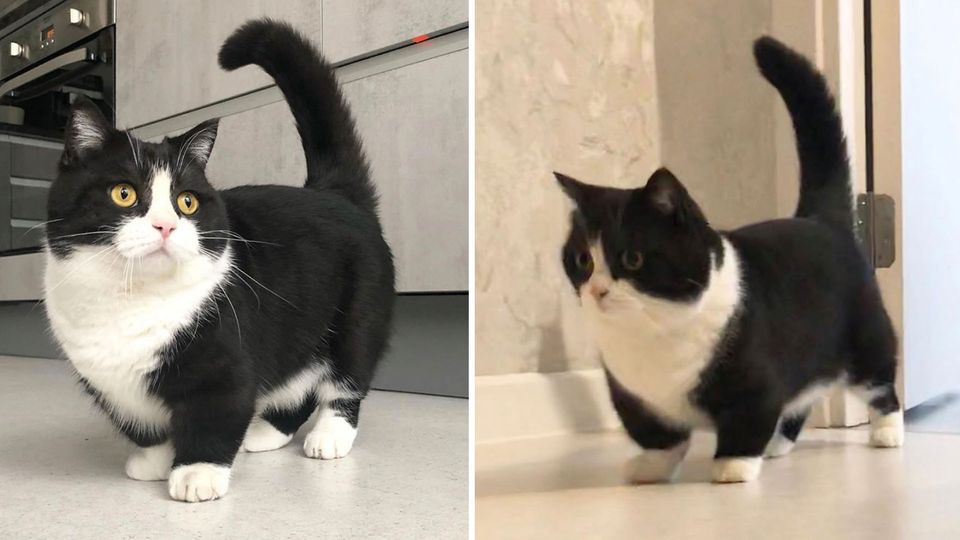 Besondere Samtpfote: Kater mit extrem kurzen Beinen begeistert Instagram-Nutzer Besondere Samtpfote: Kater mit extrem kurzen Beinen begeistert Instagram-Nutzer