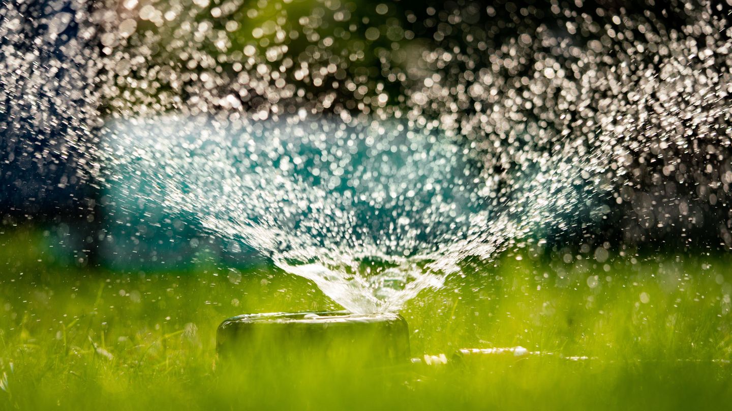 Gartentipps: Rasen richtig bewässern: Warum die Regendusche sinnvoll und wichtig ist