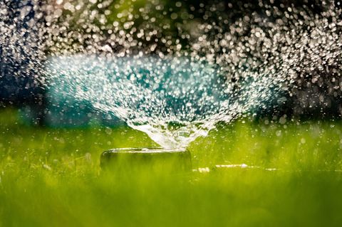 Rasen bewässern: Eingeschalteter Rasensprenkler steht in einem Garten