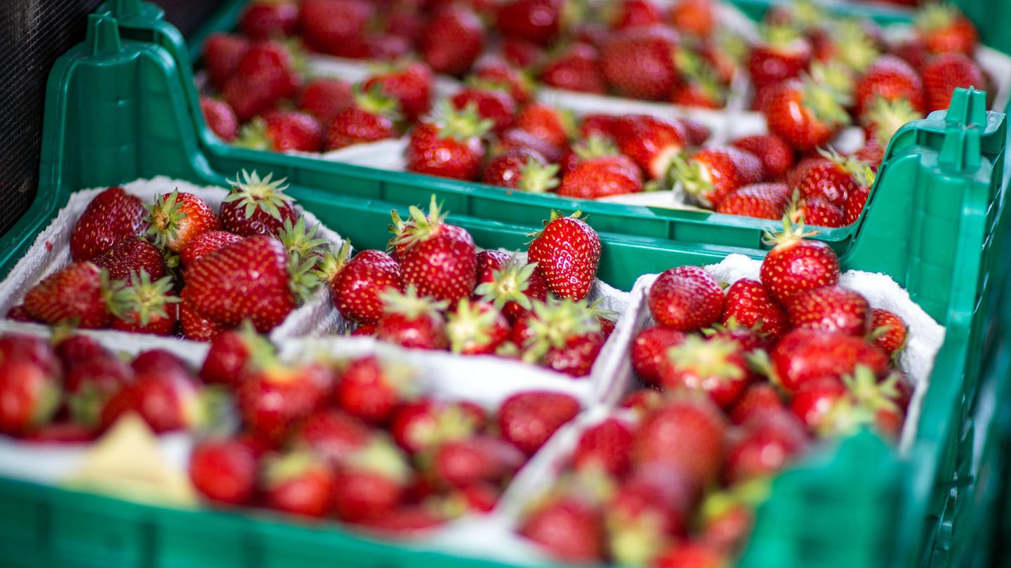 Familienvater findet in Australien Nadeln in Erdbeeren