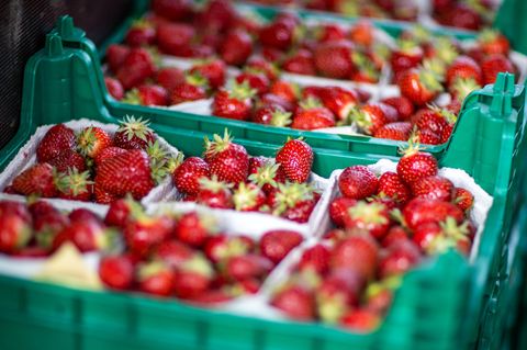 Familienvater findet in Australien Nadeln in Erdbeeren