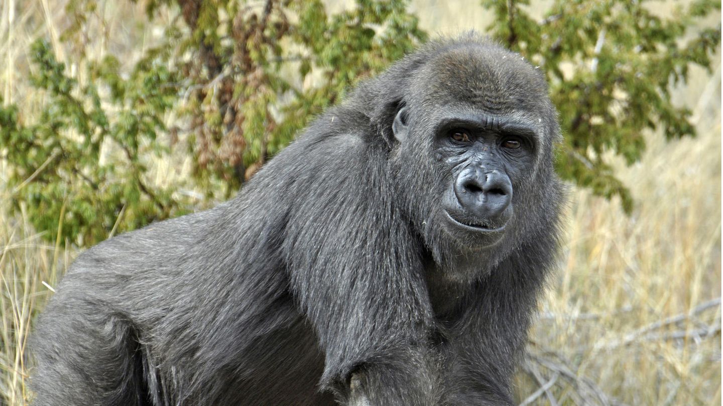 Audubon Zoo Feiert Mit Baby Shower Ersten Nachwuchs Seiner Gorilla Dame Tumani Stern De