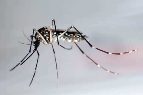 Die Aedes aegypti, auch Gelbfiebermücke, Denguemücke oder Ägyptische Tigermücke genannt