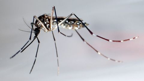 Die Aedes aegypti, auch Gelbfiebermücke, Denguemücke oder Ägyptische Tigermücke genannt