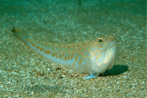 Petermännchen