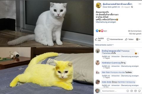 Hartnäckiges Kurkuma: Behandlung nach einer Infektion – jetzt leuchtet diese Katze gelb
