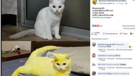 Hartnäckiges Kurkuma: Behandlung nach einer Infektion – jetzt leuchtet diese Katze gelb