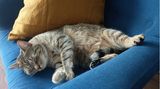 Hauskatze Xena