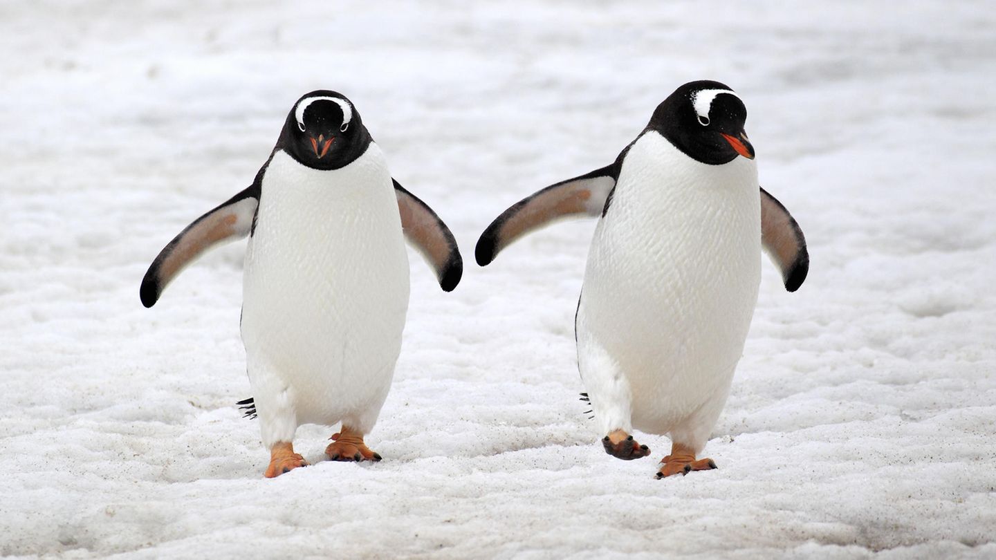 Zwei Eselspinguine in der Antarktis. Gleichgeschlechtliche Paare sind bei der Art keine Seltenheit. 