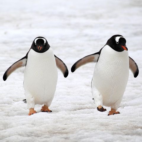 Zwei Eselspinguine in der Antarktis. Gleichgeschlechtliche Paare sind bei der Art keine Seltenheit. 