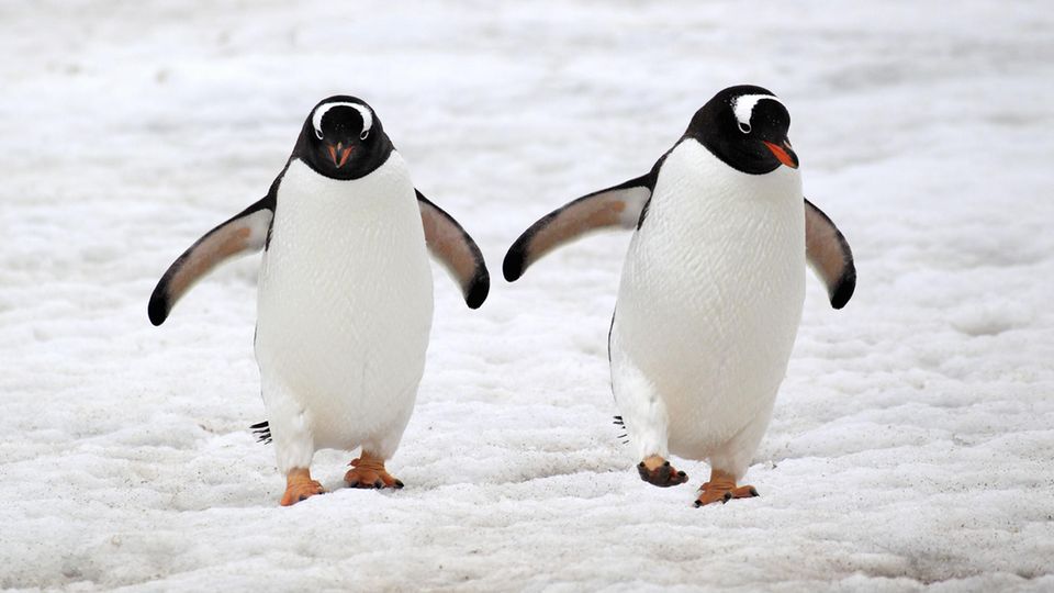 Pinguine und ihr schockierendes Sexleben: Orgien in der Eiswüste - DER  SPIEGEL