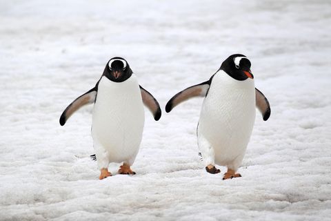 Zwei Eselspinguine in der Antarktis. Gleichgeschlechtliche Paare sind bei der Art keine Seltenheit. 
