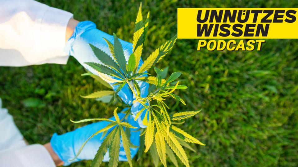 Unnützes Wissen – Pflanzen: Legales Marihuana hat in den USA etwa 245.000 Arbeitsplätze geschaffen