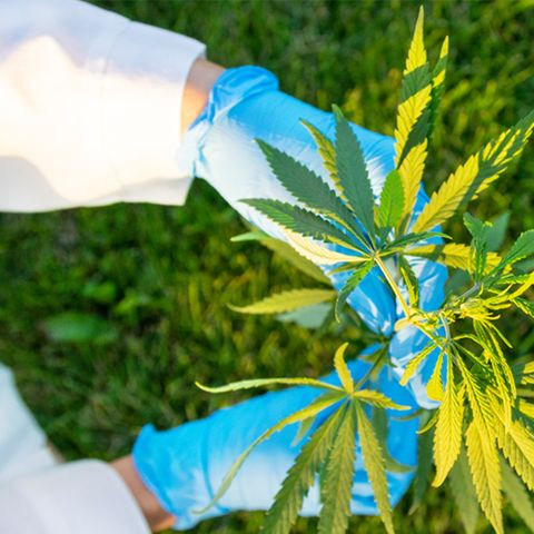 Unnützes Wissen – Pflanzen: Legales Marihuana hat in den USA etwa 245.000 Arbeitsplätze geschaffen