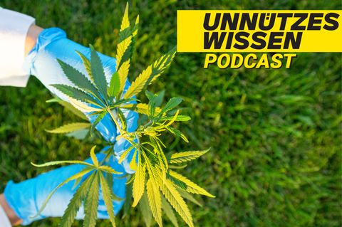 Unnützes Wissen – Pflanzen: Legales Marihuana hat in den USA etwa 245.000 Arbeitsplätze geschaffen
