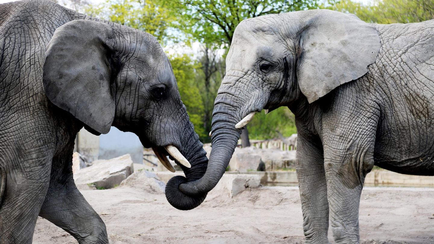 Der Wirkstoff Cannabidiol soll Elefanten im Warschauer Zoo bei der Trauerarbeit helfen