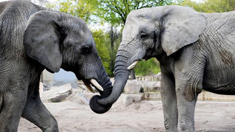 Der Wirkstoff Cannabidiol soll Elefanten im Warschauer Zoo bei der Trauerarbeit helfen