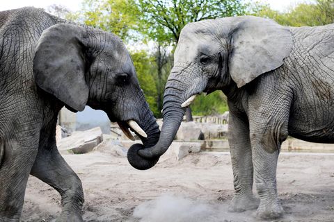 Der Wirkstoff Cannabidiol soll Elefanten im Warschauer Zoo bei der Trauerarbeit helfen