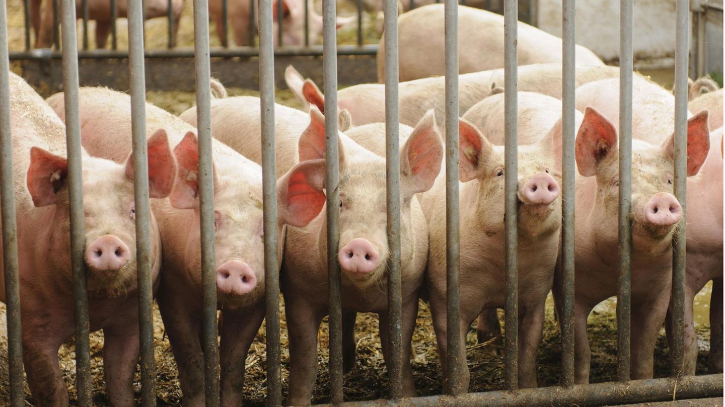 Schweine im Stall