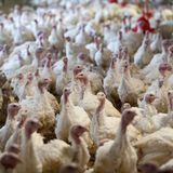 Truthühner im Stall