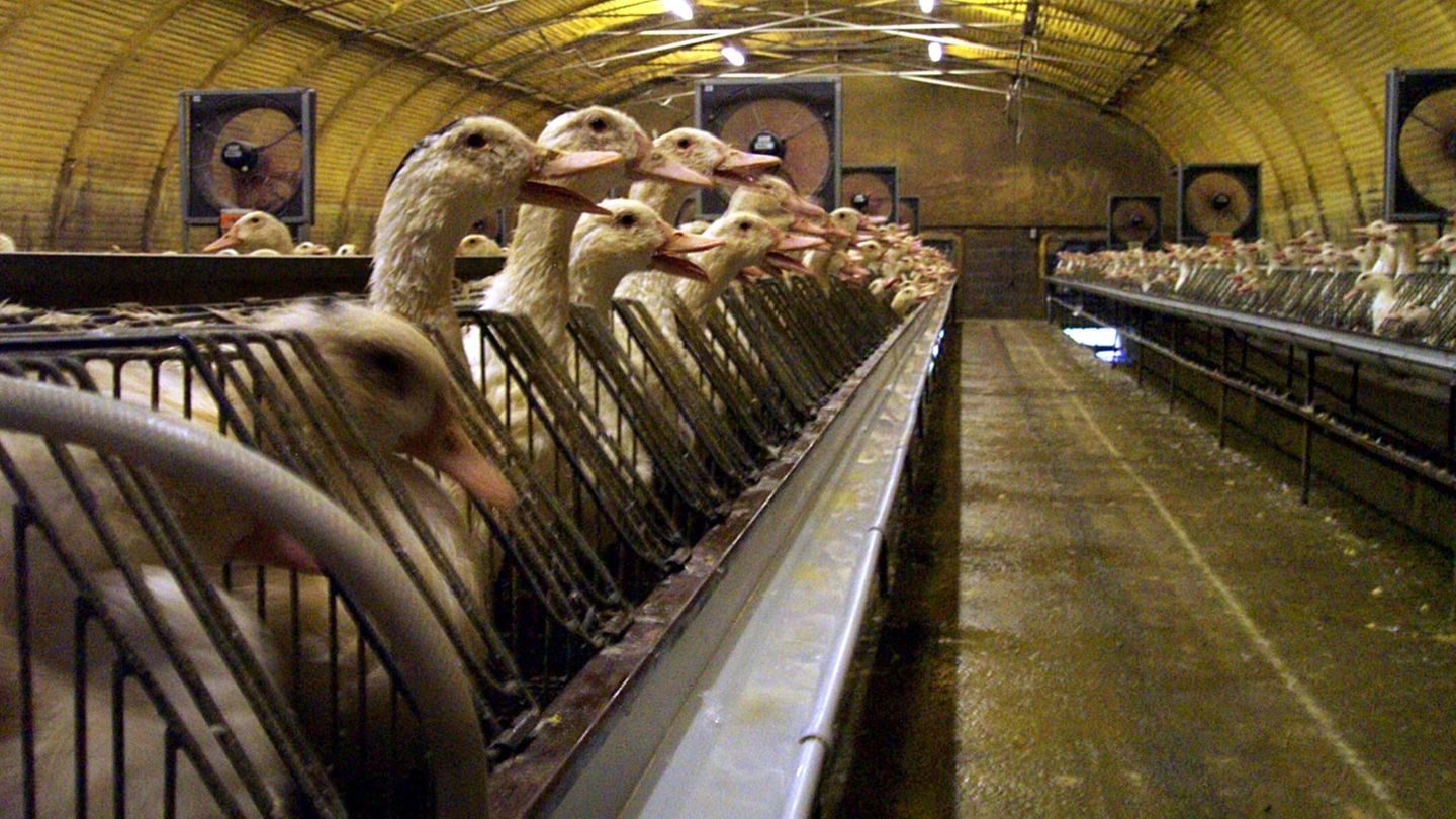 43.497 Enten täglich kamen 2019 beim Schlachter unters Messer.