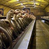 43.497 Enten täglich kamen 2019 beim Schlachter unters Messer.