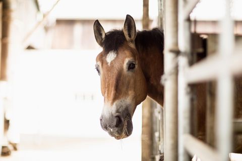 Pferd im Stall