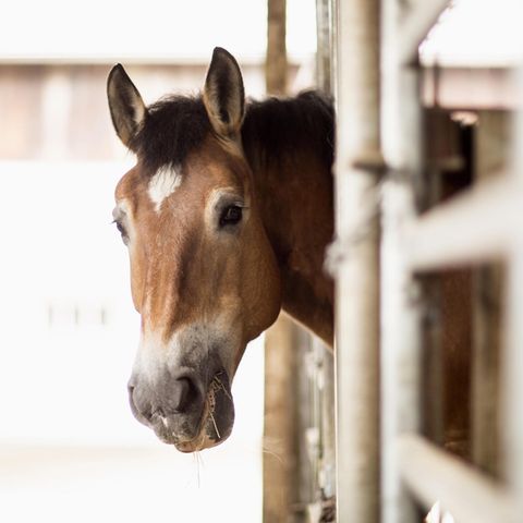 Pferd im Stall