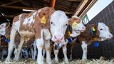 Kälber im Bullenmaßtbetrieb