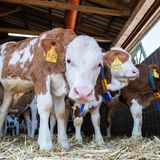 Kälber im Bullenmaßtbetrieb