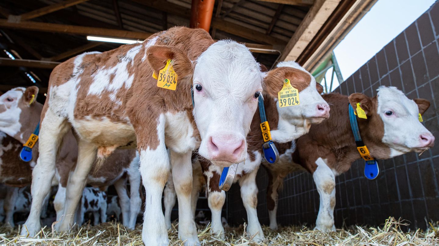 Kälber im Bullenmaßtbetrieb