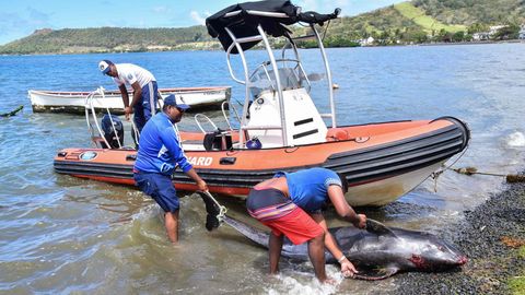 Drei Männer bergen den Kadaver eines Delfins auf Mauritius