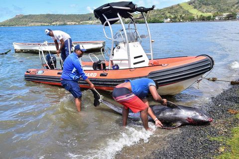 Drei Männer bergen den Kadaver eines Delfins auf Mauritius